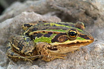 Marsh frog {Rana ridibunda} France
