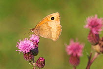 Meadow brown butterfly on thistle {Maniola jurtina} Belgium