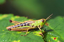 Meadow grasshopper {Chorthippus parallelus} Belgium