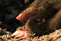 Mole emerging from ground {Talpa europaea} Belgium