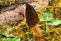 Cone shaped morel fungus {Morchella conica} Belgium