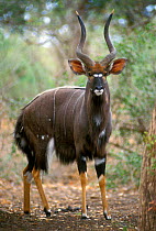 Nyala male {Tragelaphus angasi} Kruger NP South Africa