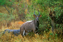 Nyala male in woodland {Tragelaphus angasi} Kruger NP South Africa