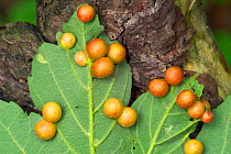 Oak galls of {Cynips divisa} on oak leaf Belgium
