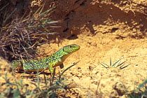 Ocellated lizard in sandy habitat {Lacerta lepida} Spain