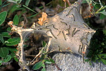 Larvae of Small / orchard ermine moth on silken web {Yponomeuta padella} Italy