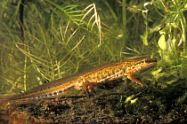 Palmate newt underwater {Triturus helveticus} Belgium