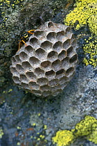 European paper wasp on nest {Polistes dominulus} Italy