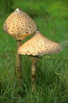 Parasol mushroom opening sequence 2/3 {Macrolepiota procera} Belgium