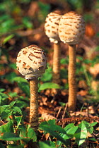 Parasol mushroom opening sequence 1/3 {Macrolepiota procera} Belgium