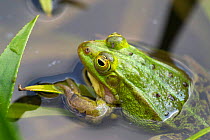 Pool frog {Rana lessonae} Belgium