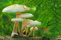 Porcelain fungus {Oudemansiella mucida} Belgium