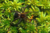Raft spider on moss {Dolomedes fimbriatus} Belgium