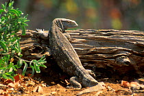 Southern savanna / rock monitor {Varanus albigularis} Kruger NP South Africa