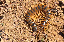 Centipede {Scolopendra cingulatus} Spain