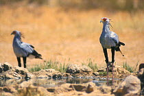 Two Secretary birds at water {Sagittarius serpentarius} Kalahari South Africa