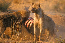 Spotted hyaenas {Crocuta crocuta} feeding on buffalo carcass Kruger NP S Africa