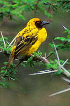 Village / Spotted backed weaver {Ploceus cucullatus} Kruger NP South Africa