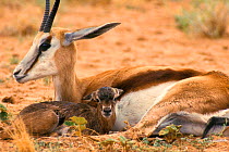 Springbok with newborn calf {Antidorcas marsupialis} Kalahari Gemsbok South Africa