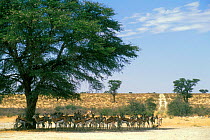 Springbok herd in shade of acacia tree {Antidorcas marsupialis} Kalahari Gemsbok