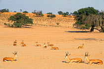 Springbok herd resting in dry riverbed {Antidorcas marsupialis} Kalahari Gemsbok