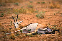 Springbok giving birth {Antidorcas marsupialis} Kalahari Gemsbok South Africa