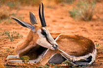 Springbok eating afterbirth {Antidorcas marsupialis} Kalahari Gemsbok South Africa