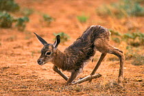 Newborn Springbok calf trying to stand {Antidorcas marsupialis} Kalahari Gemsbok