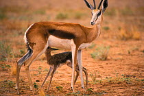 Springbok suckling newborn calf {Antidorcas marsupialis} Kalahari Gemsbok South Africa