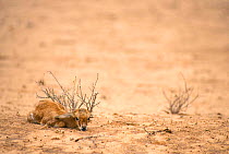 Springbok calf lying hidden by bush {Antidorcas marsupialis} Kalahari Gemsbok South Africa