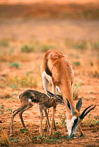 Springbok with newborn calf {Antidorcas marsupialis} Kalahari Gemsbok South Africa