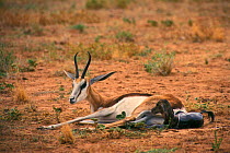 Springbok giving birth {Antidorcas marsupialis} Kalahari Gemsbok South Africa