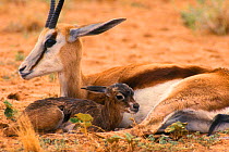 Springbok + newborn calf {Antidorcas marsupialis} Kalahari Gemsbok South Africa