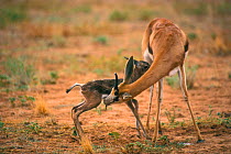 Springbok licking newborn calf {Antidorcas marsupialis} Kalahari Gemsbok South Africa
