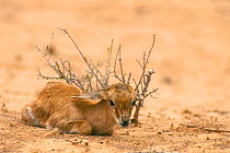 Springbok calf lying hidden by bush {Antidorcas marsupialis} Kalahari Gemsbok South Africa