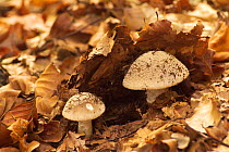 Stout amanita {Amanita excelsa} fungus Belgium