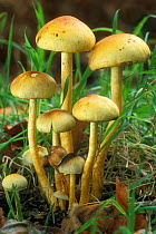 Sulphur tuft fungus on decaying wood {Hypholoma fasciculare} Belgium