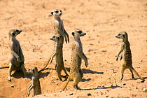 Suricates / Meerkats looking out in all directions Kalahari Gemsbok S Africa