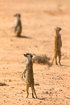 Suricates / Meerkats looking out in all directions Kalahari Gemsbok S Africa