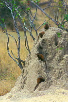 Dwarf mongoose colony {Helogale parvula} in termite mound Kruger NP South Africa