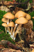 Brittlecap toadstools {Psathyrella hydrophila / piluliformis} Belgium