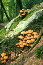 Brittlecap / Tufted brittlestem fungus toadstools {Psathyrella hydrophila / piluliformis} Belgium