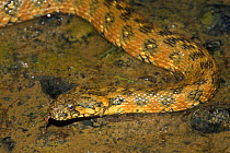 Viperine snake hunting in riverbed {Natrix maura} Spain