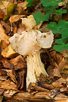 Common white helvella / White saddle fungus {Helvella crispa} Belgium