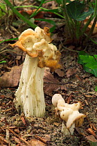 Common white helvella fungus {Helvella crispa} Belgium