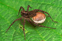 Wolf spider {Pardosa amentata} carrying egg sac Belgium
