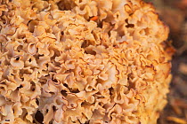 Close-up of Cauliflower fungus {Sparassis crispa} Belgiu