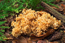 Cauliflower fungus {Sparassis crispa} Belgium