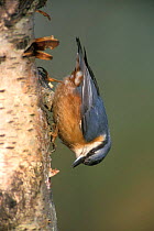 European nuthatch {Sitta europaea} on Silver birch trunk Belgium