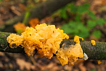 Yellow brain fungus on wood {Tremella mesenterica} Belgium